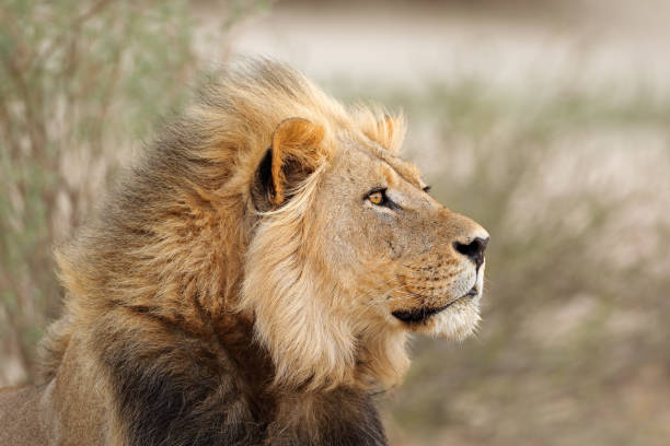 istock African lion portrait 831415302