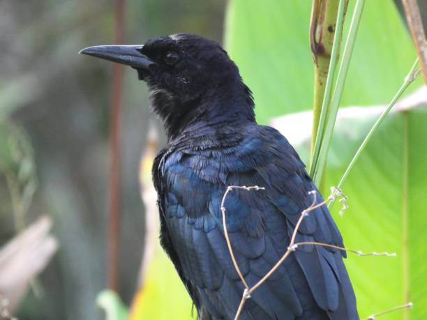 лодка хвостом grackle (кискаль основных) - quiscalus стоковые фото и изображения