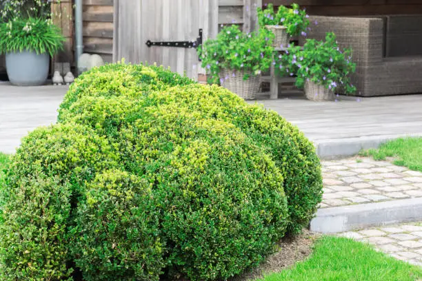 Evergreen Buxus Sempervirens plant. Decorative trimmed cloud shape of beautiful garden plant.