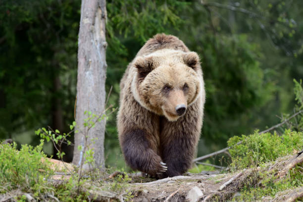 istock Big brown bear in the forest 831423172