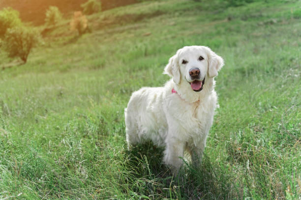 istock Cheerful adult Labrador having fun on grassland 831423208