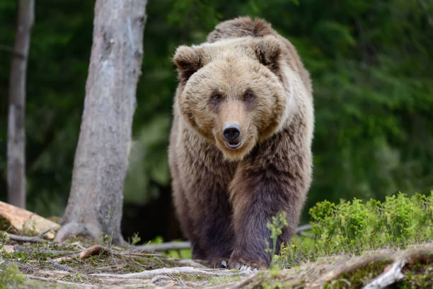 istock Big brown bear in the forest 831423214