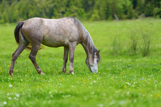 istock Horse on the pasture 831423236