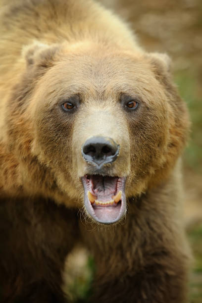 istock Big brown bear in the forest 831423238