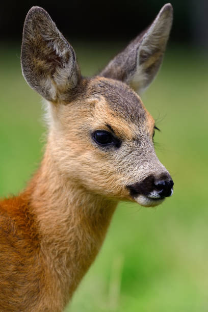 istock Baby roe deer on summer meadow 831423254