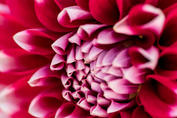 istock extreme colorful  macro of a flower 831432582