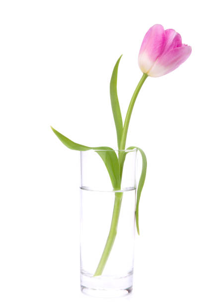 istock Pink tulip  in vase 831432976