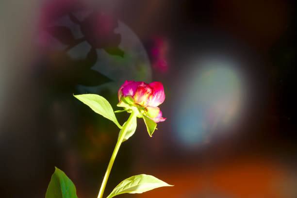 istock Romantic pink peonies in spring garden. 831433212