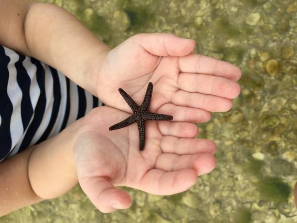 istock Starfish Calusa Island 831433552