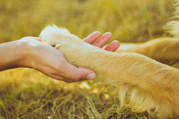 istock Dog paw and human hand are doing handshake 831433654