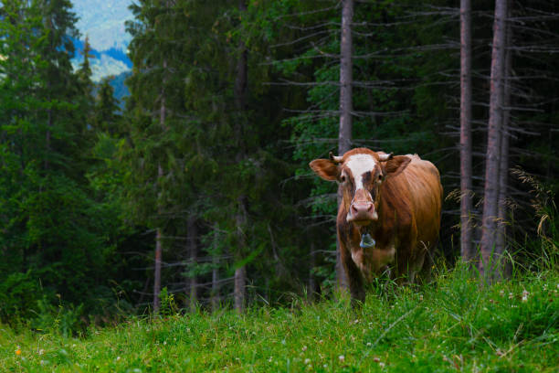 istock Cow grazing in the mountains on a forest background 831433914