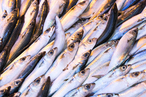 istock Background of sea fish close-up 831435490