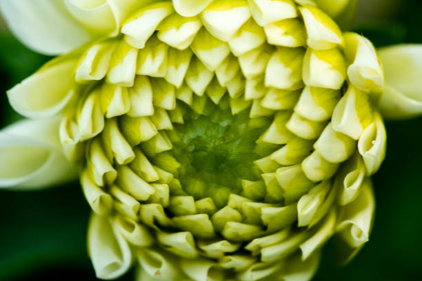 istock extreme colorful  macro of a flower 831439296