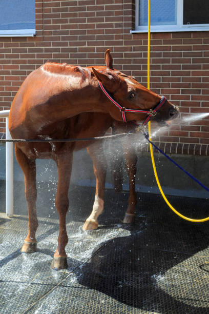 il cavallo di castagno si alza e beve acqua da un tubo - livestock horse bay animal foto e immagini stock