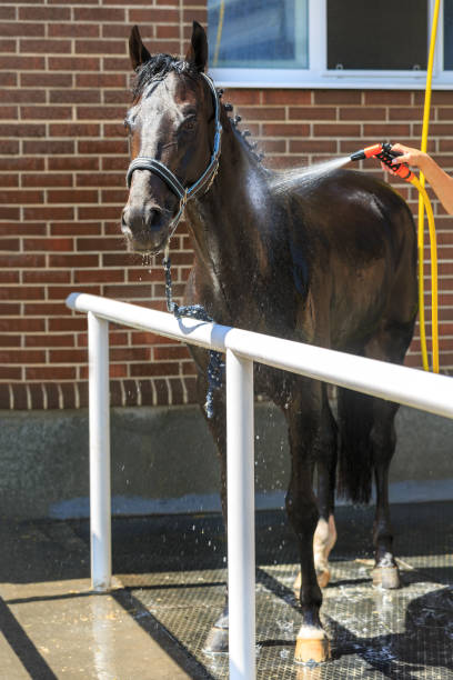 istock Young black horse is watered with hose 831440408