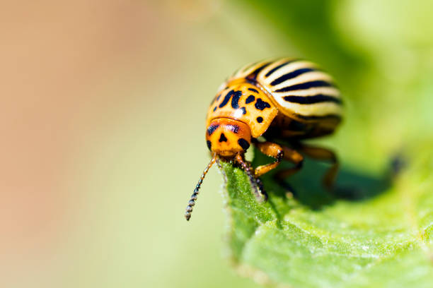 Colorado potato beetle Macro photo of eating Colorado potato beetle on leaf. leaf beetle photos stock pictures, royalty-free photos & images