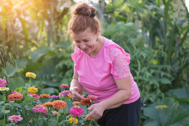 senior woman gardening in backyard - senior women rose women flower bed imagens e fotografias de stock