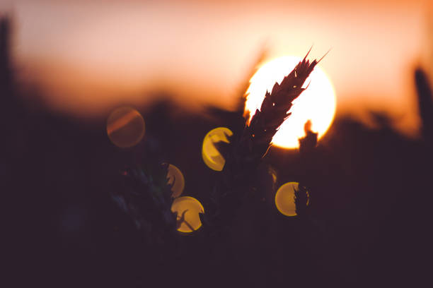 silhueta de espigas de trigo na frente da bola de sol. luz do sol volta acesa. sol lindo flares bokeh - travel nature back lit rural scene - fotografias e filmes do acervo
