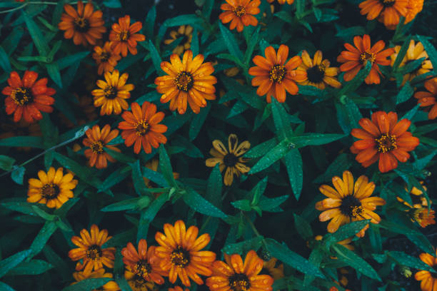 istock Flower Bed With Colorful Flowers 831449290
