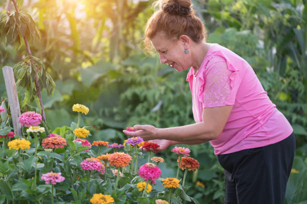 senior woman gardening in backyard - senior women rose women flower bed imagens e fotografias de stock