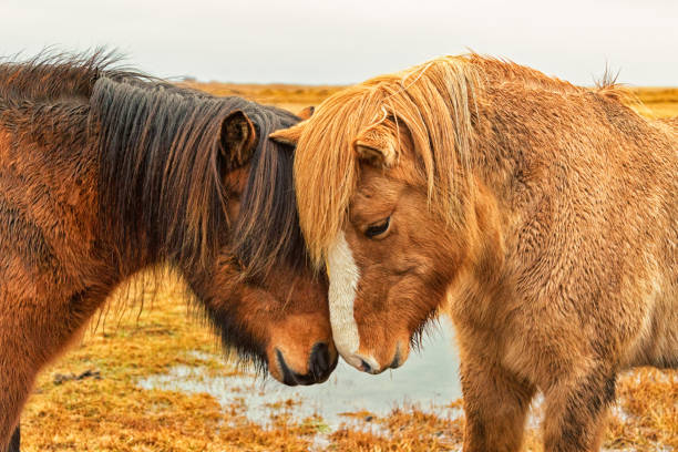 istock Two Icelandic horses nuzzle 831449602