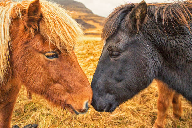istock Two Icelandic horses nuzzle 831449604