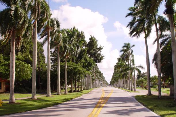 istock Palm tree lined boulevard in Fort Myers Florida 831450280
