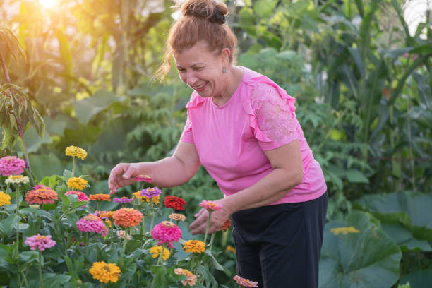 senior woman gardening in backyard - senior women rose women flower bed imagens e fotografias de stock