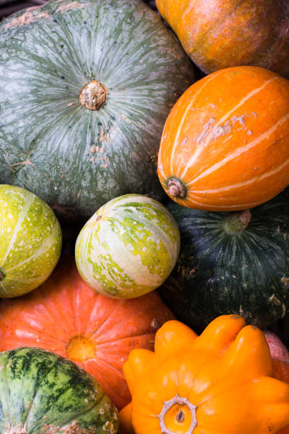 istock Varieties of pumpkins and squashes collection. 831453382