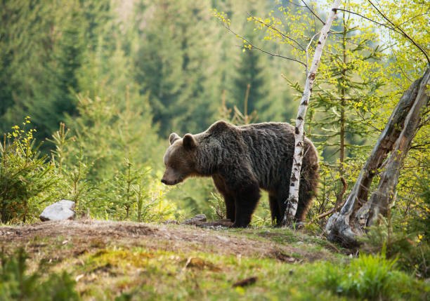 istock Eurasian brown bear - Ursus actor actor - near birch tree 831456456