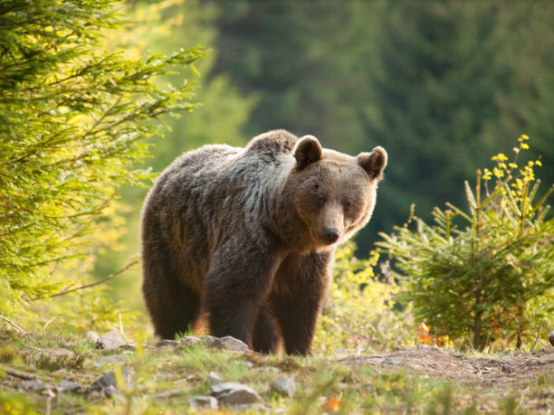 istock Inquisitive Eurasian brown bear - Ursus actor actor - Slovakia 831456498