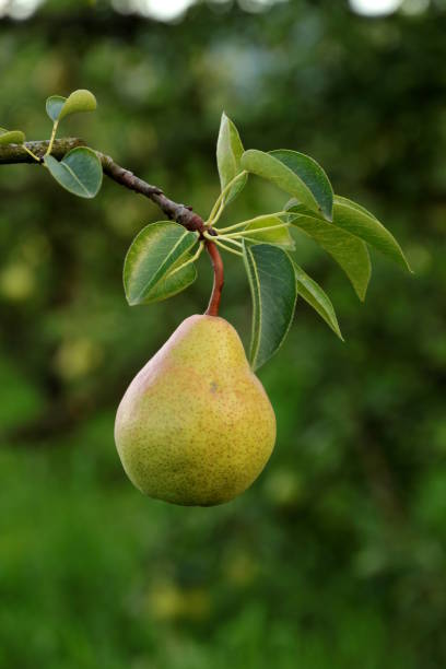 pera sull'albero - orchard fruit vegetable tree foto e immagini stock