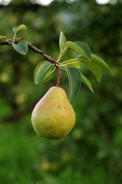 Pear on the tree Farm, Food, Fruit, Pear, Season pear tree photos stock pictures, royalty-free photos & images