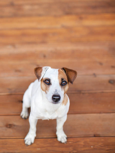 istock Dog at on wooden floor 831456878