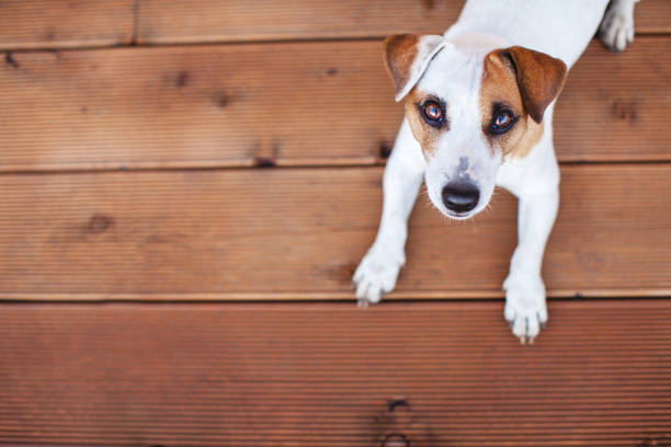 istock Dog at on wooden floor 831459158