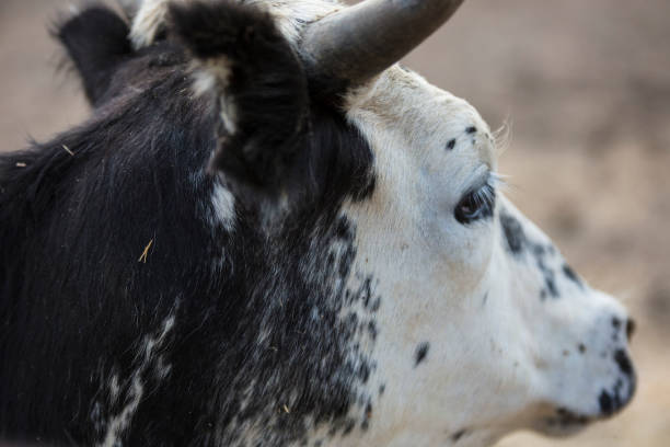 Close-up of a bulls 'head.