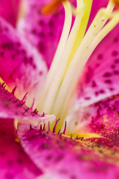 istock Extreme macro of lily. 831462554