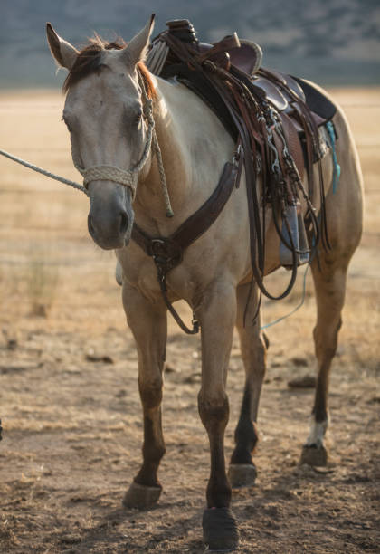 istock Beautiful horse ready to go, with the saddle on its back. 831463016