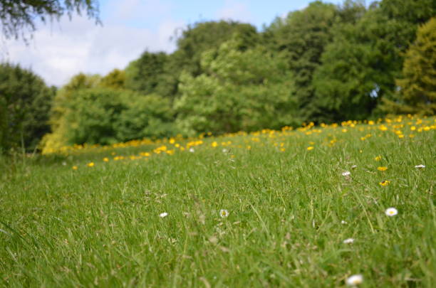 istock Field of Yellow 831463158