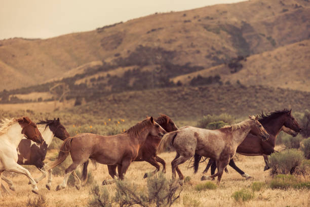istock Beautiful horses running free on their owner’s ranch land. 831463472