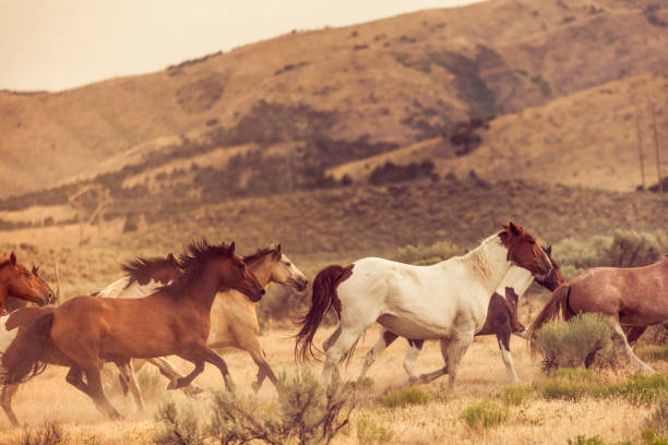 istock Beautiful horses running free on their owner’s ranch land. 831463486