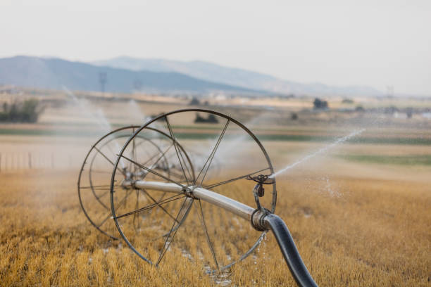 na pierwszym planie skupić się na utah system zraszacz linii koła, aka opryskiwacz upraw, w polu siana. - irrigation equipment crop agricultural sprinkler homegrown produce zdjęcia i obrazy z banku zdjęć