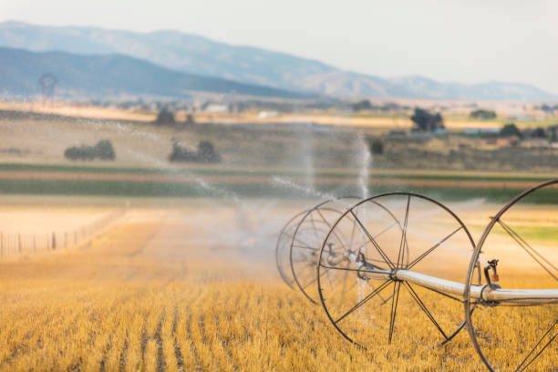 na pierwszym planie skupić się na utah system zraszacz linii koła, aka opryskiwacz upraw, w polu siana. - irrigation equipment crop agricultural sprinkler homegrown produce zdjęcia i obrazy z banku zdjęć