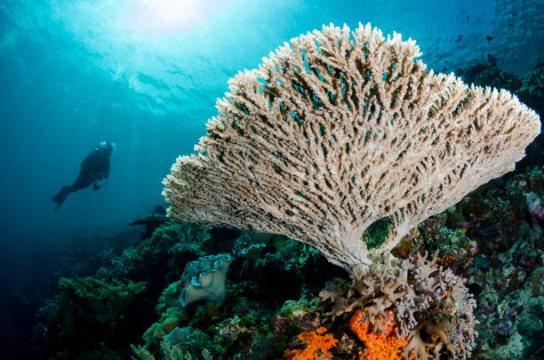 istock Scuba Diver and Table Coral 831471154
