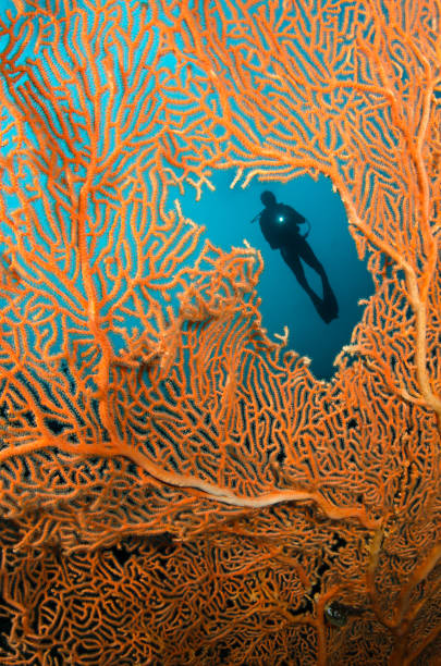 istock Sea Fan and Diver 831471174