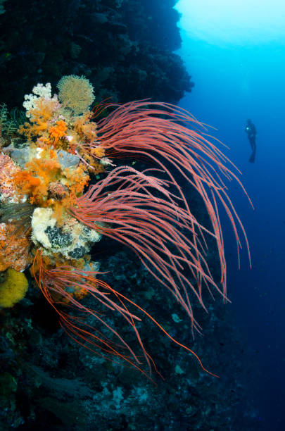 istock Sea Whips and Diver 831471180