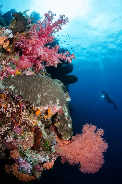 Soft corals, sea fans, sponges, and hard corals cover the steep wall at Malabea - Wakatobi.