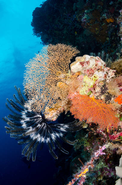 istock Sea Fans and Feather Stars 831471186