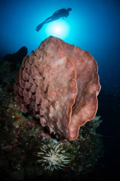 Scuba diver passing near a huge barrel sponge at New World - Wakatobi.
