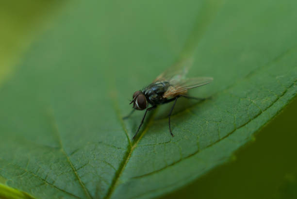 istock Macro photo of a fly on a green leaf. 831472466